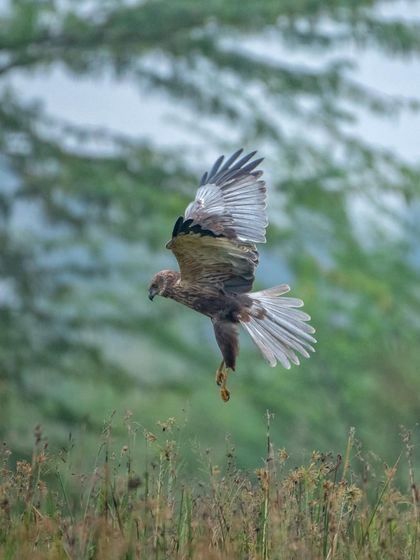 The grace and power of a Marsh Harrier as it hovers just above the ground, hunting for its next meal.