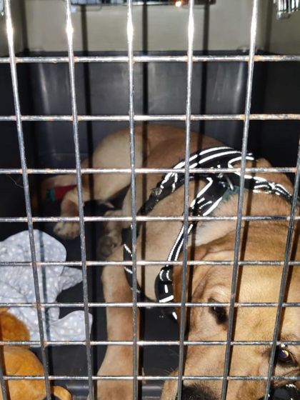 Cab4pets - Pet Transportation & Relocation By Air: Safe & Secure Flights photo 3