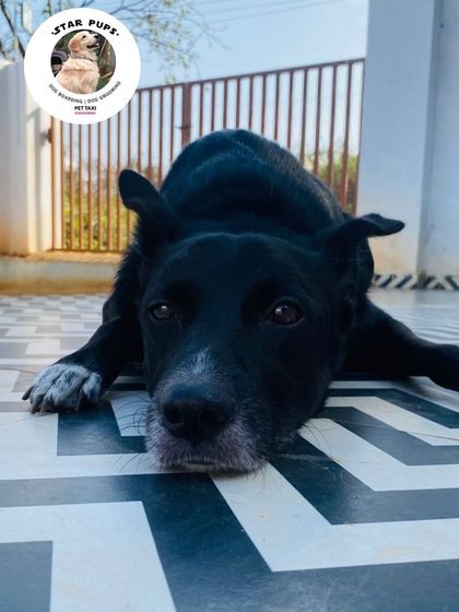 Star Pups - Pet Boarding & Daycare Daily Routines: Walks & Relaxation photo 4