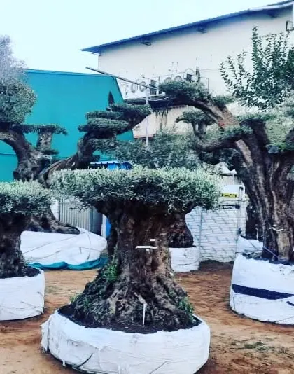 A collection of large, imported olive bonsai trees at our nursery. Each one has a unique character, shaped by decades of growth.
