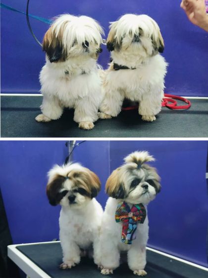 Bengaluru Pet Company - Pet Grooming The Glow-Up: Before & After Transformations photo 44