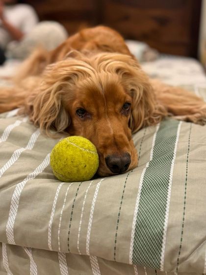 A quiet moment with his favorite tennis ball. He's sad that no one is playing with him.