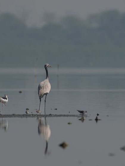 A lone Demoiselle Crane, known as 'Kurjan' in Rajasthan, standing among other waders at Najafgarh Lake.