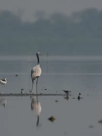 A lone Demoiselle Crane, known as 'Kurjan' in Rajasthan, standing among other waders at Najafgarh Lake.