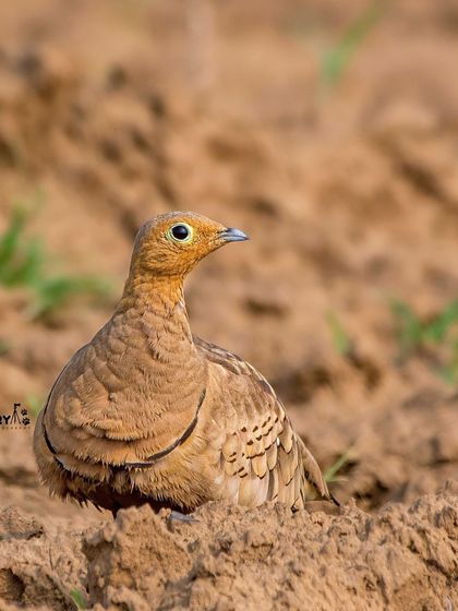 A female Chestnut-bellied Sandgrouse, perfectly camouflaged against the earthy terrain. Her subtle patterns are a beautiful example of natural adaptation.