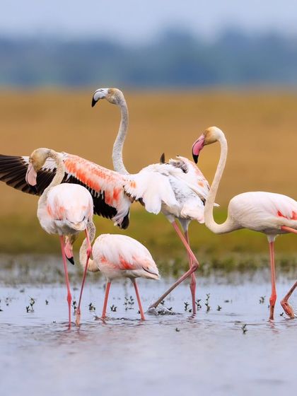 A group of Greater Flamingos at Bhigwan Bird Sanctuary. The mix of pink and white feathers creates a beautiful, colorful display, perfect for a Holi greeting.