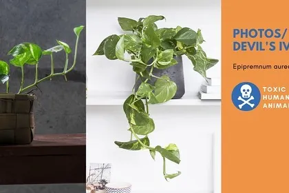 I believe in honest advice. This is why I create simple guides about plant care. For example, Pothos, or Devil's Ivy, is a popular and easy-to-grow plant, but it's important to know it can be toxic to pets and humans if ingested.