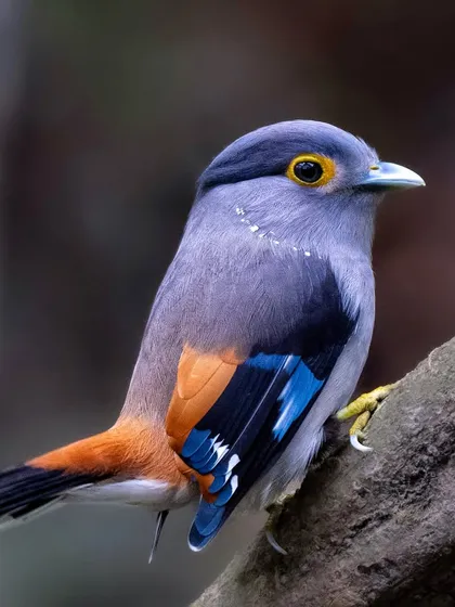 A stunning portrait of a Grey-lored Broadbill in Manas National Park. The soft light highlights its subtle lavender and vibrant blue-and-orange plumage.