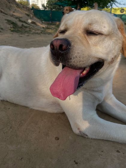 This sunkissed Labrador is living his best life, relaxing in the warm sun after a good play session.