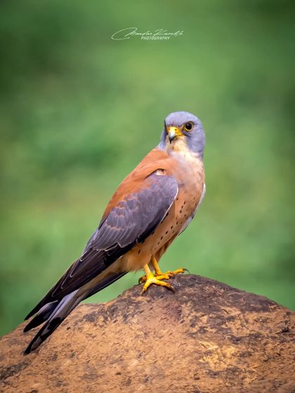 Birds of Prey: Hunters of the Sky photo 5