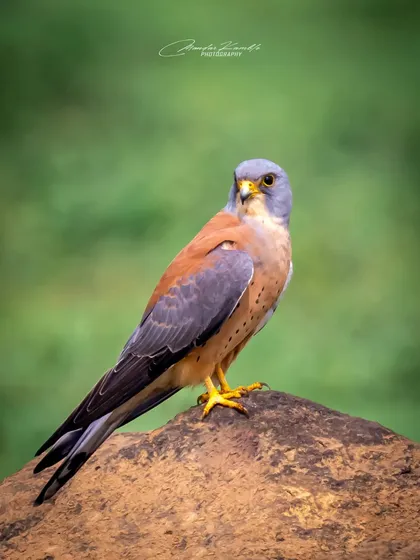 A portrait of a Lesser Kestrel against a clean green background. The subtle colours of its plumage, from the grey head to the spotted chest, are beautifully rendered in this shot.