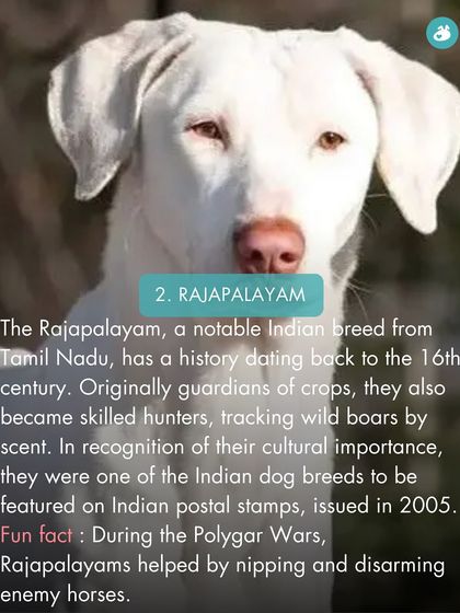 The Pack - Online Pet Parent Community A Voice for Every Dog photo 49