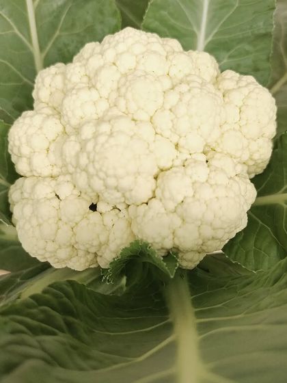 A perfect head of cauliflower. It's amazing to see such a classic garden vegetable grow so beautifully and cleanly without any soil.