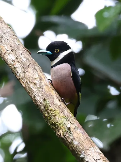 The Black-and-yellow Broadbill is truly one of the most beautiful birds I have ever photographed. Native to the forests of Southeast Asia, this insectivorous bird is a canopy dweller. This was my third broadbill species, a fantastic sighting in Brunei.