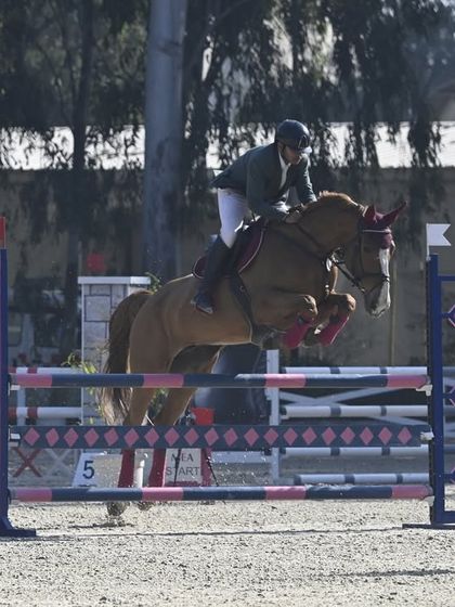 Show Jumping Excellence photo 7