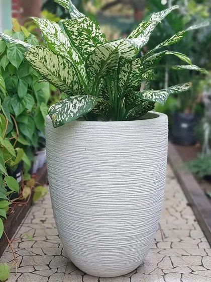 Finding the perfect pot is just as important as finding the perfect plant. Here, a beautiful Aglaonema is paired with a textured white planter, a great example of our plant styling service where we help match plants to your decor.