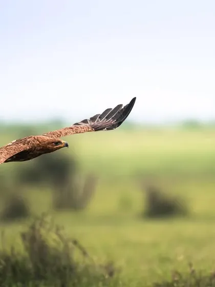Another shot of the Tawny Eagle in flight, showing the full wingspan and the power in every wingbeat.