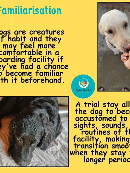 Dogs are creatures of habit. A trial stay allows your pup to get familiar with the new sights, sounds, and routines of my home, which makes the actual stay much smoother and less stressful.
