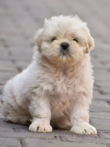 This fluffy white Shih Tzu male puppy is sitting pretty. He has a wonderful, gentle nature and is a great example of the quality I strive for.