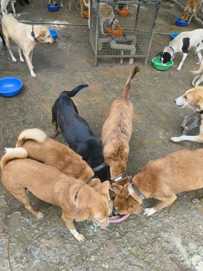 Dogs sharing a meal peacefully. Because all our residents are sterilized, we can manage a large population harmoniously, preventing fights and unwanted litters.