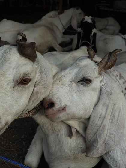 Two goats huddle together at the market, an image that evokes a sense of companionship and vulnerability.