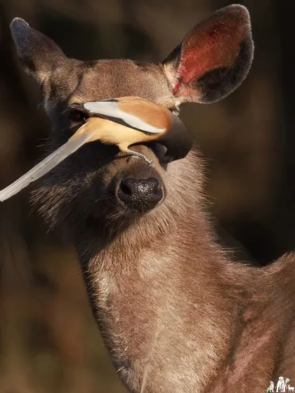 A perfect example of symbiosis in the wild, this Rufous Treepie forages for insects on the face of a Sambar deer. This unique interaction, where both animal and bird benefit, is a fascinating behavior to witness and photograph.