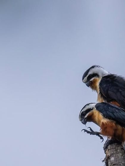 A pair of Collared Falconets mating, a rare and intimate moment captured at Mahananda Wildlife Sanctuary.