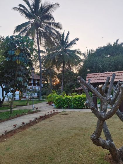 A peaceful winter evening at Ayurvedagram, with the sun setting behind the palm trees, casting a warm glow over the landscape.