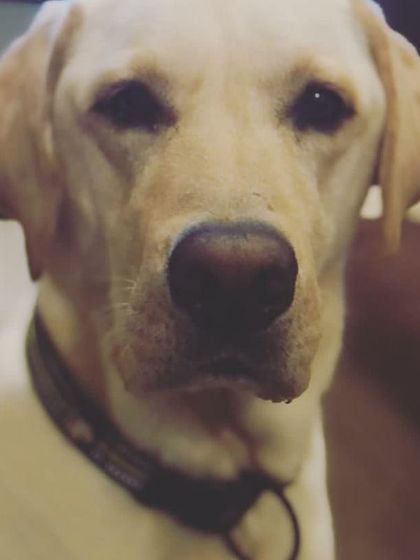 Petspace - Dog Boarding Our Pack Through the Years photo 13