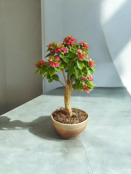 A minimalist shot of a pink Bougainvillea bonsai, where the focus is on its simple form and the promise of color. This tree is perfect for modern spaces that need a touch of living art.