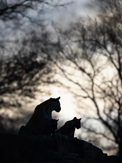 A silhouette of tigress Riddhi and her cubs at dawn in Ranthambore. I love teaching how to create such artistic, poetic images by playing with light and shadow. It’s about seeing the jungle not just as it is, but as a canvas for visual storytelling.