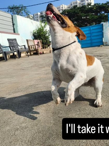 I'll take it, wait. Bingo is so loud for her size, she will make you play with her.