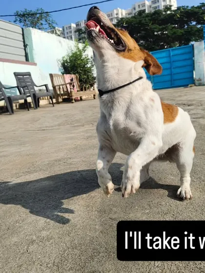 I'll take it, wait. Bingo is so loud for her size, she will make you play with her.