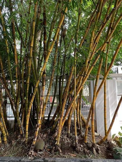 A grove of yellow bamboo planted at our studio entrance acts as a natural, semi-porous screen, offering privacy from the street while creating a beautiful green threshold.