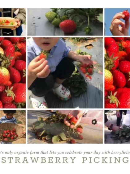 A collage celebrating our berrylicious strawberry picking season. This is one of our most popular farm activities, where families can wander through the fields and pick the juiciest, sweetest organic strawberries right from the plant.