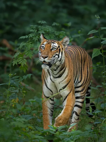 A watchful tiger patrols its territory in Kabini. The lush green foliage frames the animal, highlighting its ability to move unseen through the dense jungle.