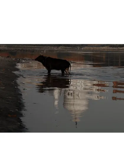 A buffalo stands in the polluted river, its form mirrored by the reflection of the Taj Mahal's dome. A poignant juxtaposition of the sacred and the profane.