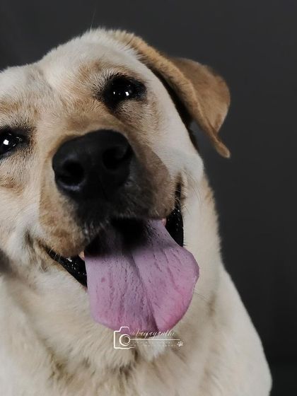 A classic happy Labrador head tilt. This kind of expressive portrait is a specialty of my studio sessions.
