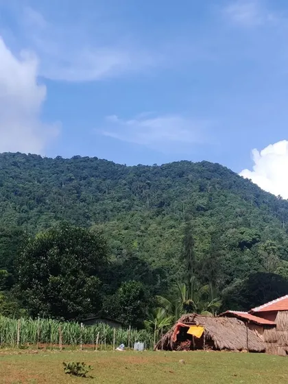 The rural landscape near Kodachadri, with traditional huts and sugarcane fields.