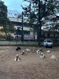 Dog Obedience & Behavior Training