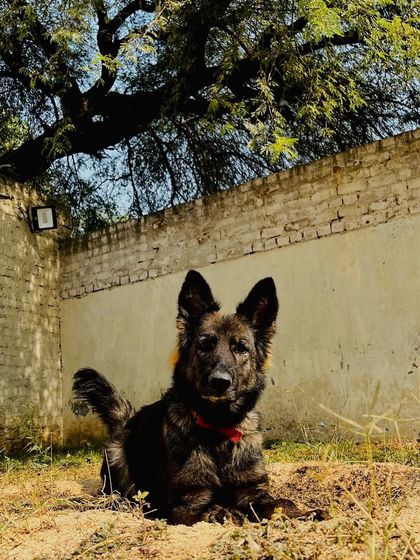 Karma, the matriarch of our GSD line, in her element. She is a true working dog through and through.