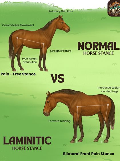 Understanding conditions like laminitis is vital for prevention. This diagram shows the difference between a normal stance and a laminitic stance, helping our team spot the early signs of pain and discomfort.