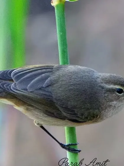 The Common Chiffchaff is a tiny, olive-green warbler whose "chiff-chaff" song is a classic sign of spring. It's an active little bird, always flitting through the hedgerows and forests.