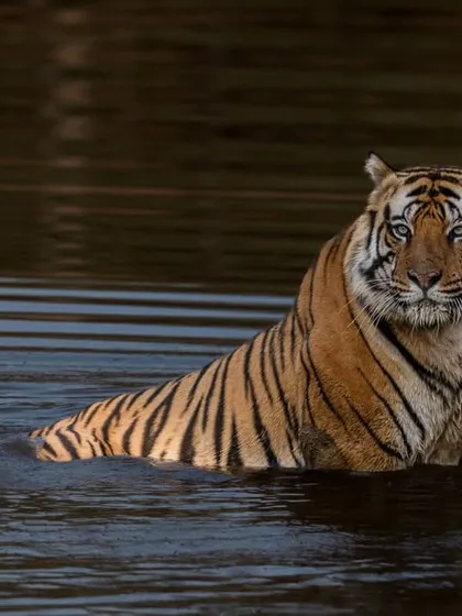 A full-body shot of D1 in the water, showcasing his impressive size.