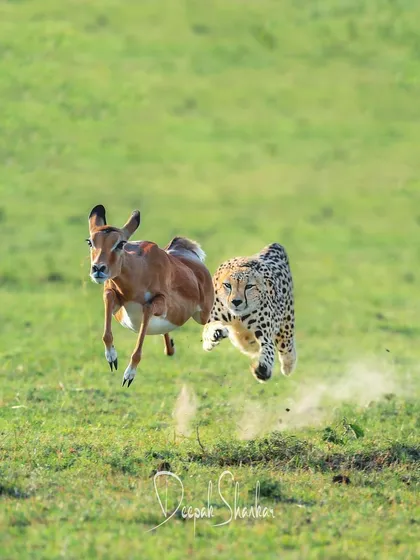 These images further explore the lives of Africa's big cats, from quiet portraits and family interactions to the drama of the hunt. Each one is a piece of the larger narrative we build on safari.