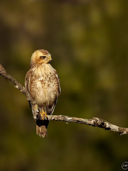 Is it a Common Buzzard or a juvenile White-eyed Buzzard? This image from Bhadra Tiger Reserve offers a great opportunity for identification, showcasing the subtle features of the bird in beautiful light.