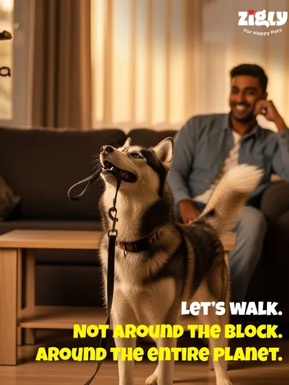 That "let's go" look we all know and love. I make sure to stock durable and comfortable leashes and collars for every adventure, whether it's a short walk or a trip around the planet.