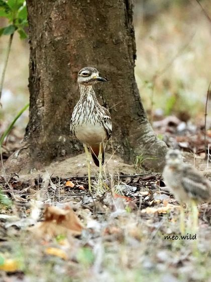 I only realized after taking the photo that there was a baby Thick-knee in the frame! The chick is standing in the foreground, just as well camouflaged as its parent. Nature is amazing!