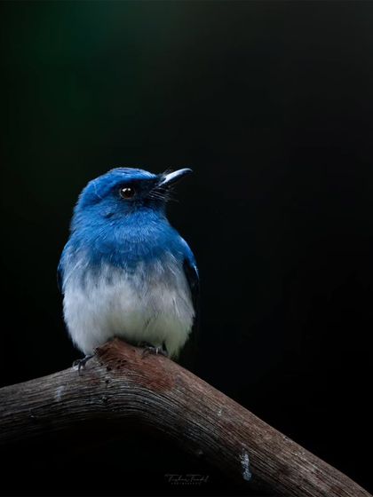 Wonders of the Western Ghats photo 5