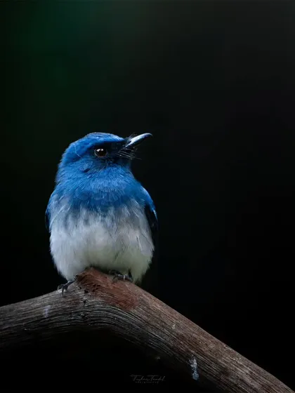 A portrait of the White-Bellied Blue Flycatcher against a dark forest background. The deep blue of its feathers creates a stunning contrast, a moment of pure serenity.